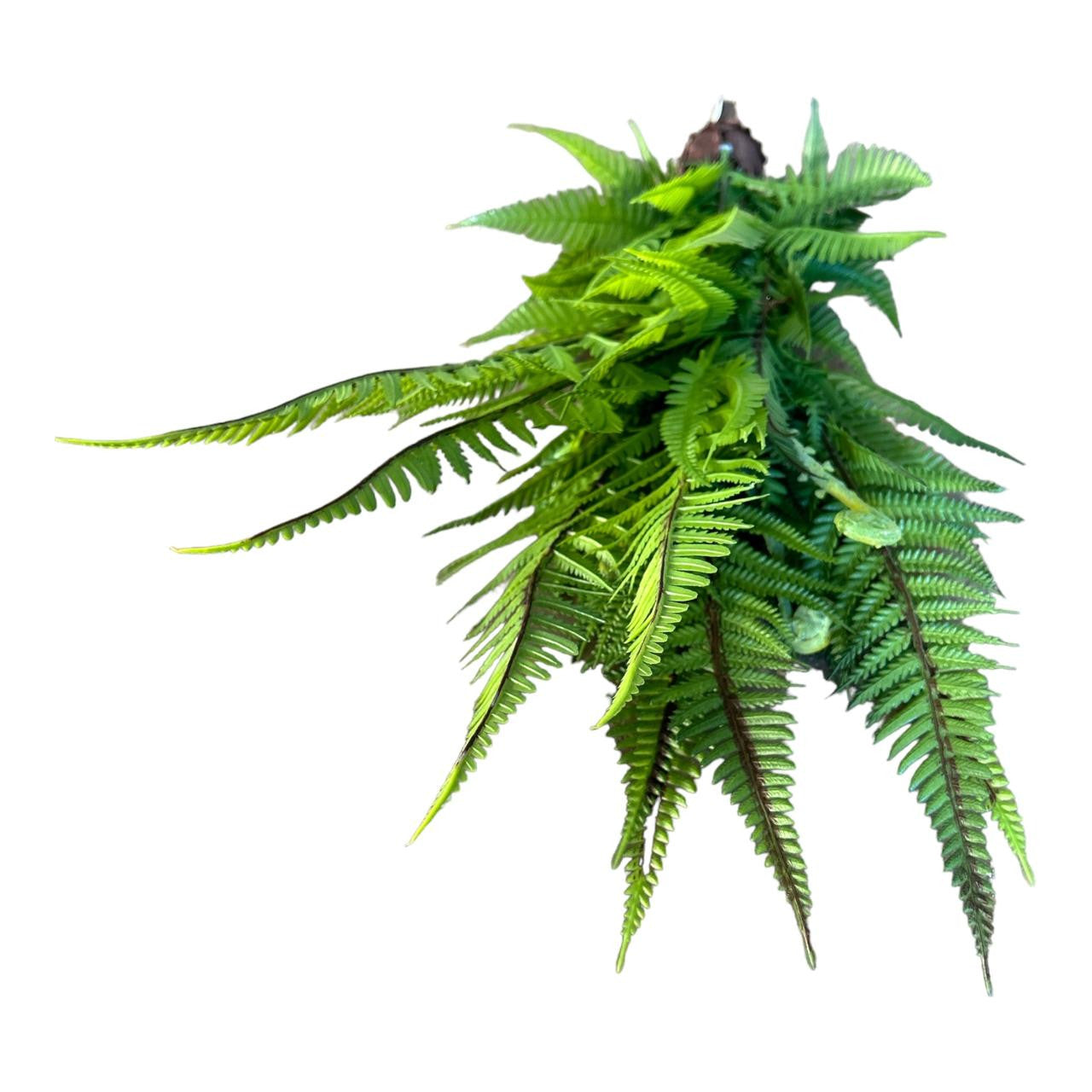 Artificial Plant - Green Hanging Fern