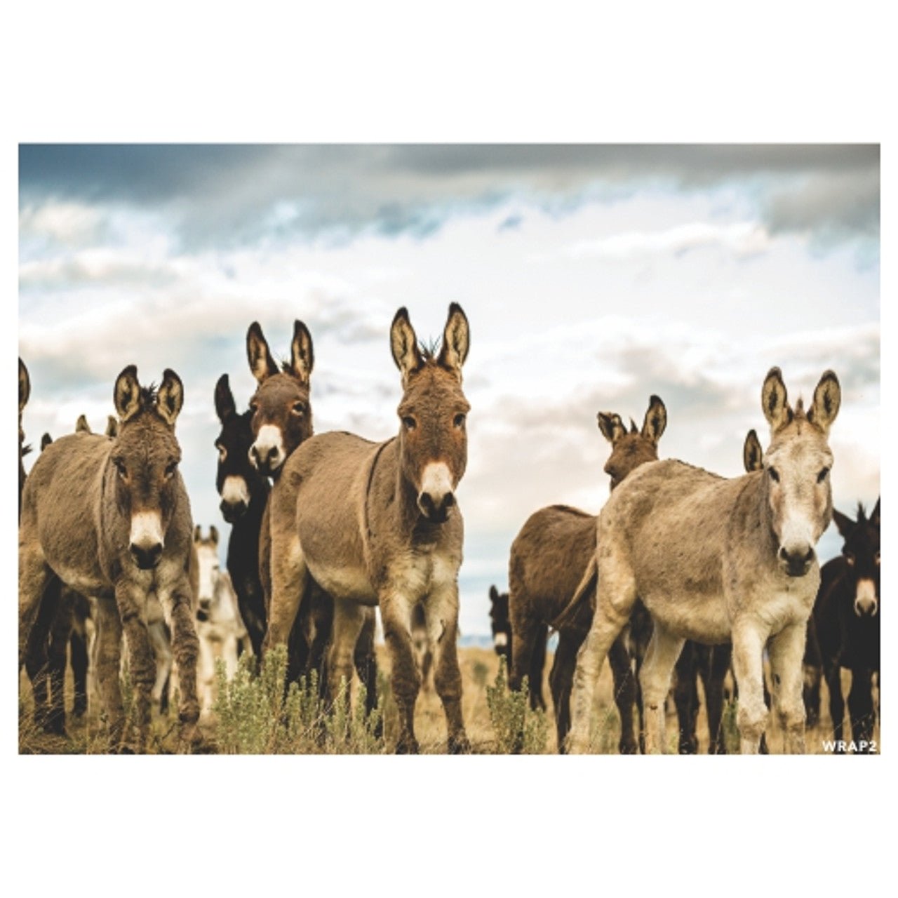 Gift Wrap Sheet - Donkey Herd - Future Decor