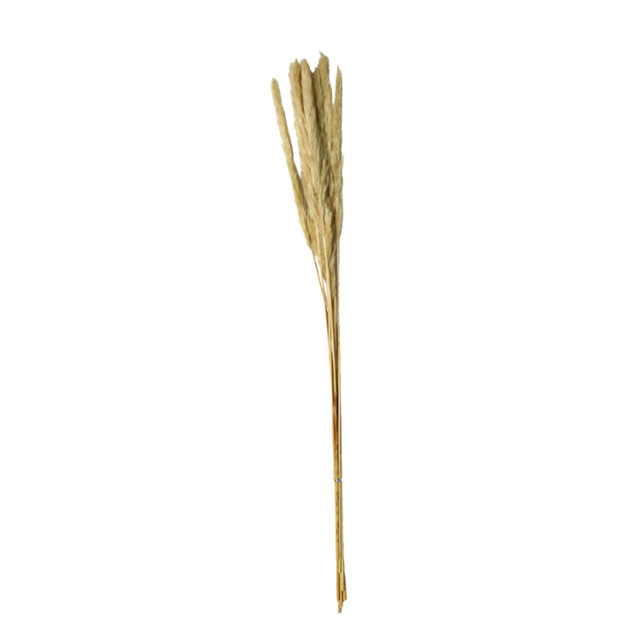 Real Pampas Grass 60cm - Future Decor